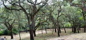 Esclusiva proprietà a Calangianus