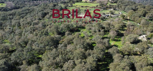 Tenuta con Sughereta e Borgo Storico a Tempio Pausania