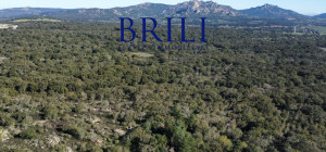 Cork Oak Estate in the Heart of Gallura