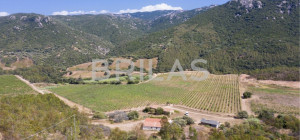 Tenuta vitivinicola biologica con 160 ettari e vista mare