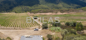 Tenuta vitivinicola biologica con 160 ettari e vista mare
