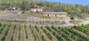 Tenuta vitivinicola biologica con 160 ettari e vista mare
