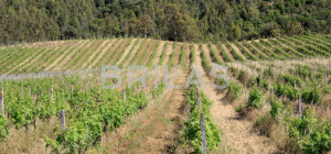 Tenuta vitivinicola biologica con 160 ettari e vista mare