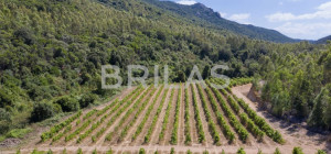 Tenuta vitivinicola biologica con 160 ettari e vista mare