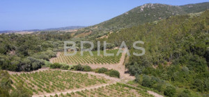 Tenuta vitivinicola biologica con 160 ettari e vista mare