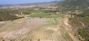 Tenuta vitivinicola biologica con 160 ettari e vista mare