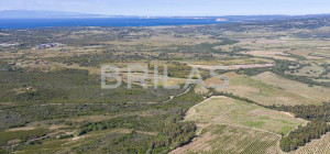Tenuta vitivinicola biologica con 160 ettari e vista mare