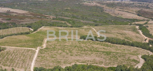 Tenuta vitivinicola biologica con 160 ettari e vista mare