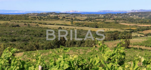 Tenuta vitivinicola biologica con 160 ettari e vista mare