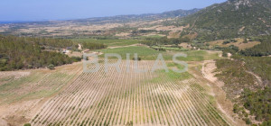 Tenuta vitivinicola biologica con 160 ettari e vista mare