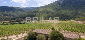 Tenuta vitivinicola biologica con 160 ettari e vista mare