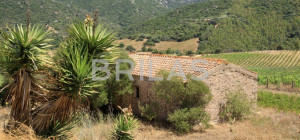 Tenuta vitivinicola biologica con 160 ettari e vista mare