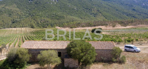 Tenuta vitivinicola biologica con 160 ettari e vista mare