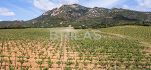 Tenuta Monte Pino – Prestigious estate with vineyard and sea views