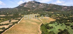 Tenuta Monte Pino – Prestigious estate with vineyard and sea views