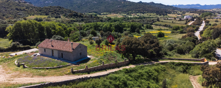 Azienda Agricola di Prestigio con Vigneti e Sugherete
