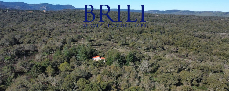 Cork Oak Estate in the Heart of Gallura